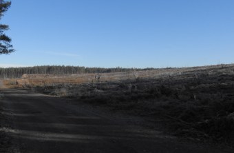 Grafenwöhr Rodungsfläche | ©  LBV Oberpfalz