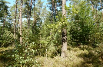 Gesunder Zukunftswald | © Christian Stierstorfer