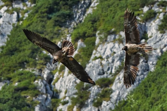 Alosa und Vinzenz im Flug | © Christian Steiger