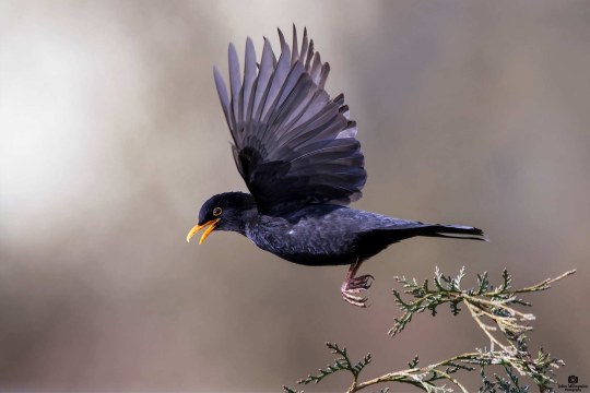 Amsel im Flug | © John Mihopulos