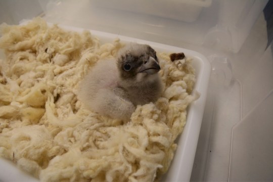 Bartgeier | © Franziska Lörcher, VCF/ Guadalentin, Junta de Andalucía