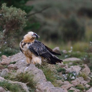 Bartgeier auf einem Fels | © Hansruedi Weyrich