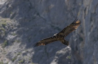 Bartgeier Sisi im Flug | © Urs Leuthäusser