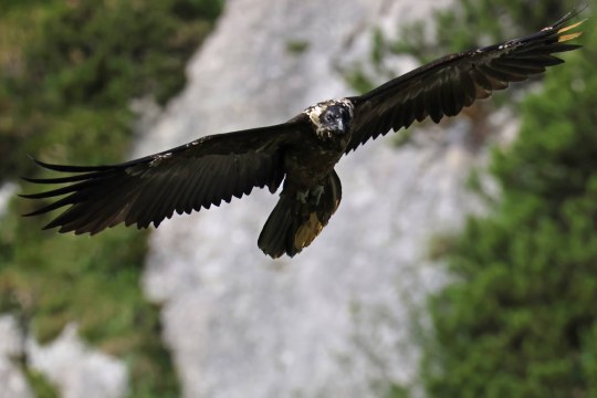 Bartgeier Vinzenz | © Markus Leitner