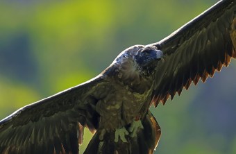 Recka Nahaufnahme |  © Markus Leitner