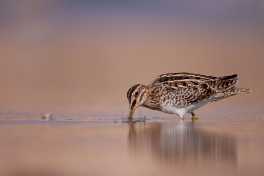 Bekassine steht in niedrigem Wasser und sucht mit dem Schnabel im Wasser nach Futter | © Jan Ole Kriegs