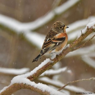 Bergfink | © Bernd Heiler