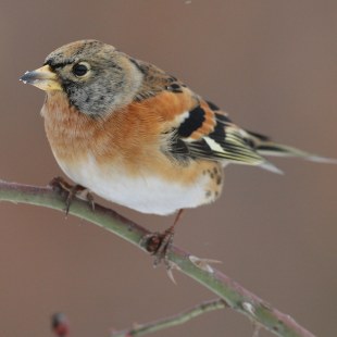Bergfink sitzt auf dornigem Hagebuttenzweig im Winter | © Zdenek Tunka