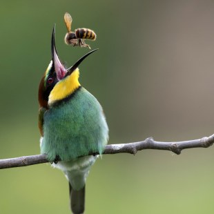 Bienenfresser mit Biene | © Rainer Schaaf