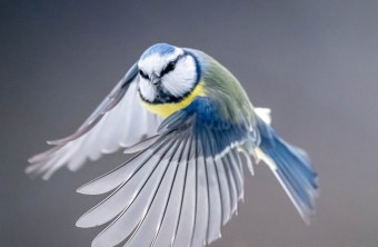 Blaumeise | © Bernhard Pfaller