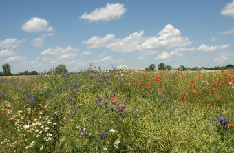 Bunte Blumenwiese im Vordergrund, im Hintergrund blauer Himmel mit weißen Wolken | © Dr. Eberhard Pfeuffer
