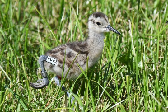 Brachvogelkueken mit Sender und Ringen | © Andreas von Lindeiner