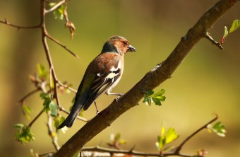 Buchfink auf einem Ast mit Insekten im Schnabel, er schaut nach rechts | © Lukas Sobotta