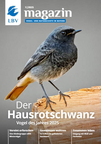 Cover LBV Magazin Ausgabe 01/2025 mit Hausrotschwanz