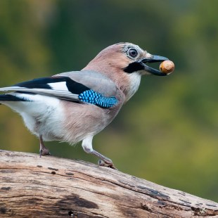 Eichelhäher von hinten auf Baumstumpf mit Eichel im Schnabel | © Harald Bauer-Söltel