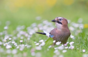 Eichelhäher sitzt in einer Blumenwiese | © Dieter Wörrlein