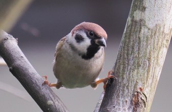 Feldsperling - Gewinnerfoto 2018 | © Antje Geigenberger