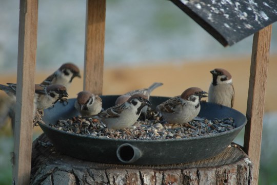 Feldsperlinge fressen Körner an Futterstelle | © M. Lenker