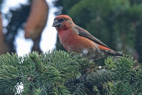 Fichtenkreuzschnabel sitzt auf einem Nadelast | © Henderkes Herbert