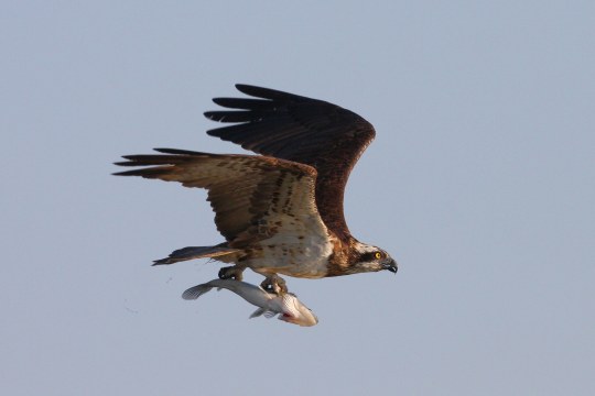 Fischadler im Flug | © Zdenek Tunka