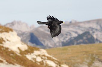 Fliegende Alpendohle | © Dieter Hopf