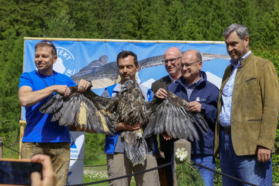 Bartgeierauswilderung 2024 | © Markus Leitner