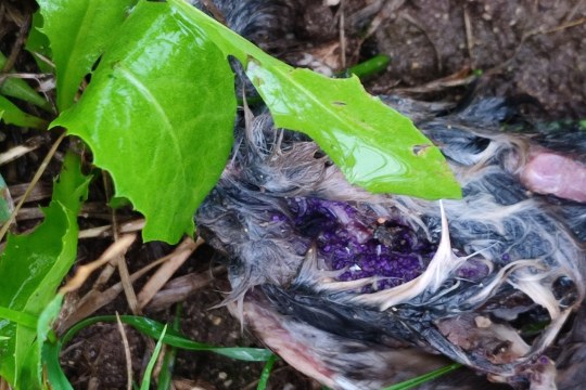 Mit Gift präparierter Kleinvogel | © Heidi Seiß