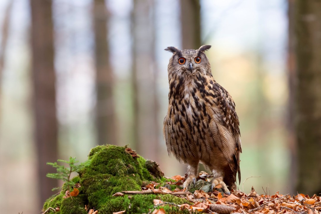 Uhu | © Marcus Bosch