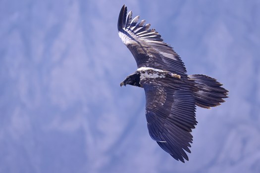 Bavaria folgt Wally | © Markus Leitner LBV