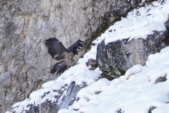 Bartgeier Nepomuk | © Christian Steiger
