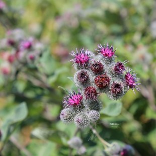 Große Klette - Arctium lappa | © Carola Bria
