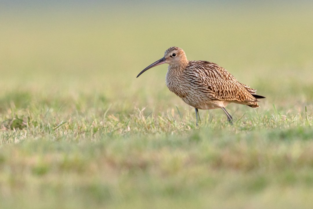 Großer Brachvogel auf einer Wiese | ©  Gunther Zieger