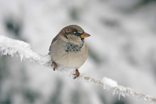 Haussperling sitzt auf einem dünnen, schneebedeckten Ast | © Zdenek Tunka