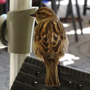 Haussperling von hinten | © Maria Bauer