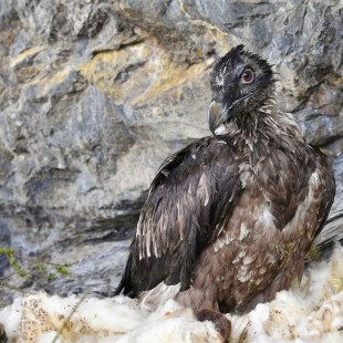 Junger Bartgeier in Auswilderungsnische | © Hansruedi Weyrich