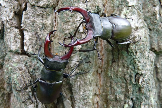 Hirschkäfer | © R. Sturm