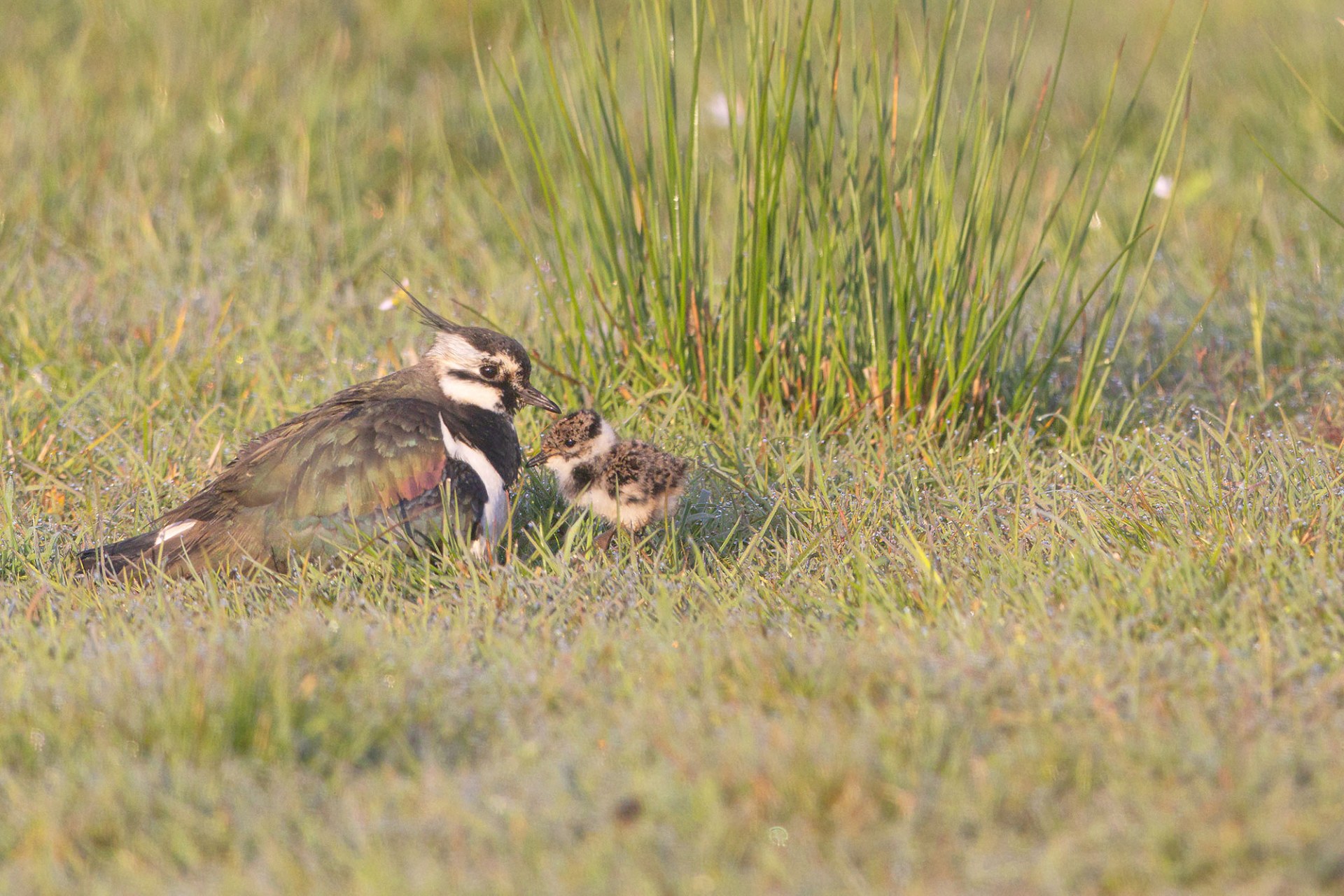 Kiebitz mit einem Jungvogel im Gras | © Gunther Zieger