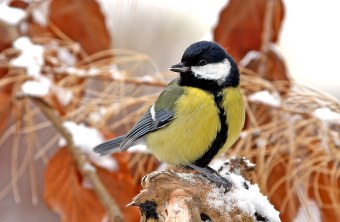 Kohlmeise | © Wolfgang Müller