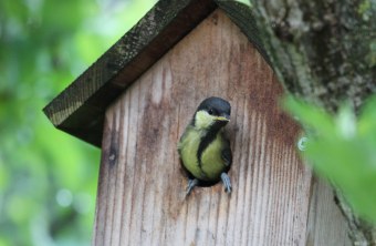 Junge Kohlmeise sitzt am Einflugloch eines Höhlenbrüter-Nistkastens | © Peter Bria
