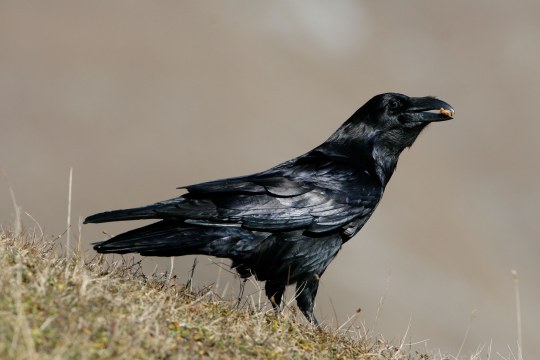 Kolkrabe auf einer Wiese, hat etwas im Schnabel | © Hans-Joachim Fünfstück