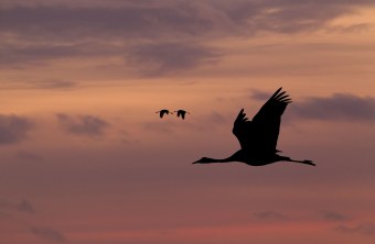 Drei Kraniche im Flug bei Sonnenuntergang, zwei sind im Hintergrund etwas kleiner abgebildet, sie fliegen nach links. | © Rosl Roessner