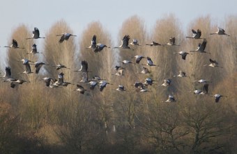 Kranich | © Rosl Rössner