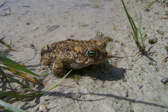 Kreuzkröte im Wasser | © Richard Fischer