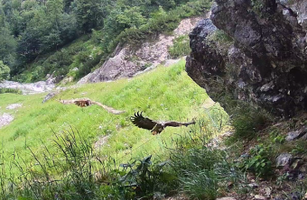 Luisa und ein Wildvogel im Juli 25 | © Bartgeierwebcam LBV-NPV