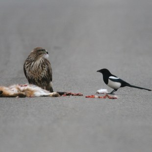 Mäusebussard mit einer Elster auf einer Straße, sie scheinen einen Fuchs zu essen | © Zdenek Tunka