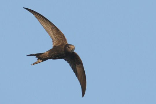 Mauersegler im Flug | © Zdenek Tunka