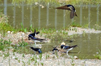 Sechs Mehlschwalben sammeln am Ufer einer Wasserstelle Lehm | © Tino Dietrich