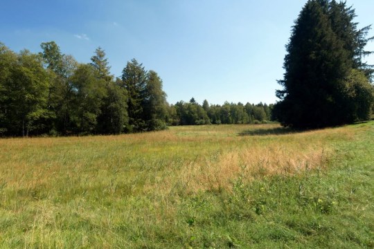 Moorfläche Andechs | © LBV-Archiv