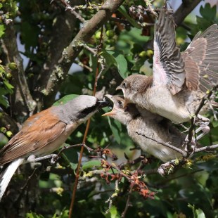 Neuntöter-Männchen füttert zwei Jungvögel auf einem Strauch | © Norbert Wilhelm
