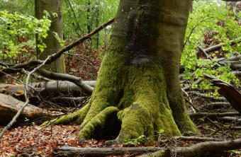 Alter Buchenbestand mit Biotopbäumen und Totholz | © Christian Stierstorfer